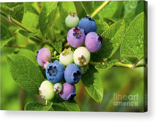 Berry Acrylic Print featuring the photograph Berry Fresh 2 by Sharon Talson