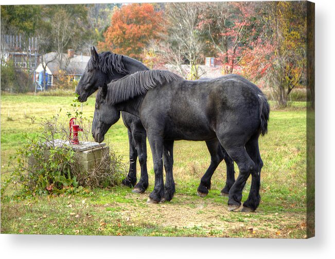 Horse Acrylic Print featuring the photograph Best Friends by Donna Doherty