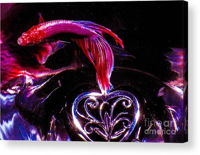  Acrylic Print featuring the photograph Betta with love by Gerald Kloss