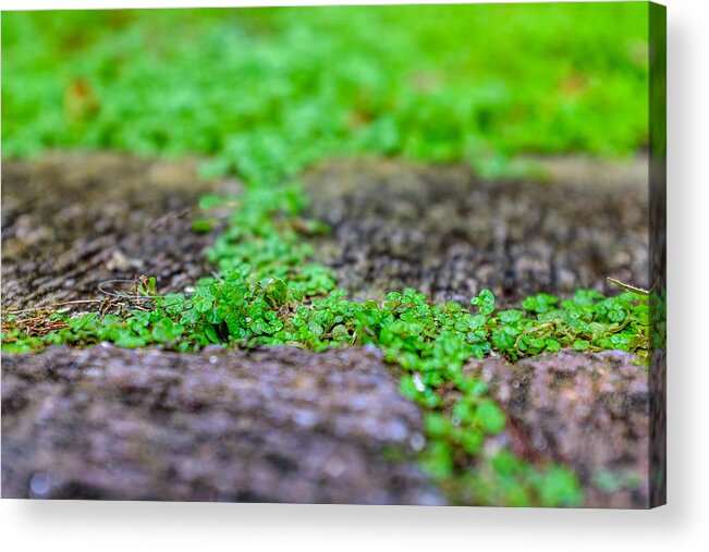Background Acrylic Print featuring the photograph Between Stones by Chris Bordeleau