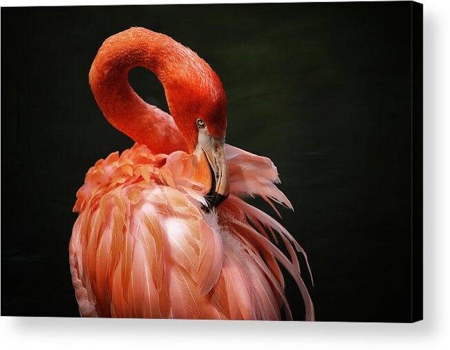 Flamingo Acrylic Print featuring the photograph Big Bird by Karol Livote