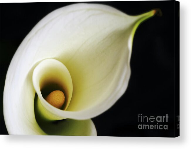 Calla Acrylic Print featuring the photograph Big Bold Calla Lily  by Linda Matlow