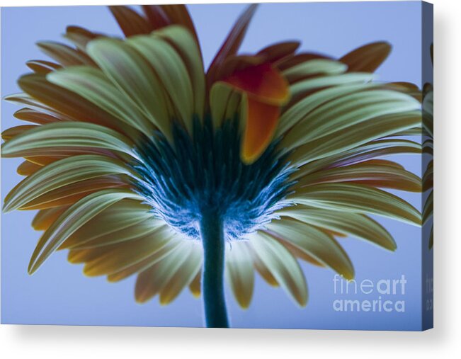 Big Acrylic Print featuring the photograph Big flower by Victoria Herrera
