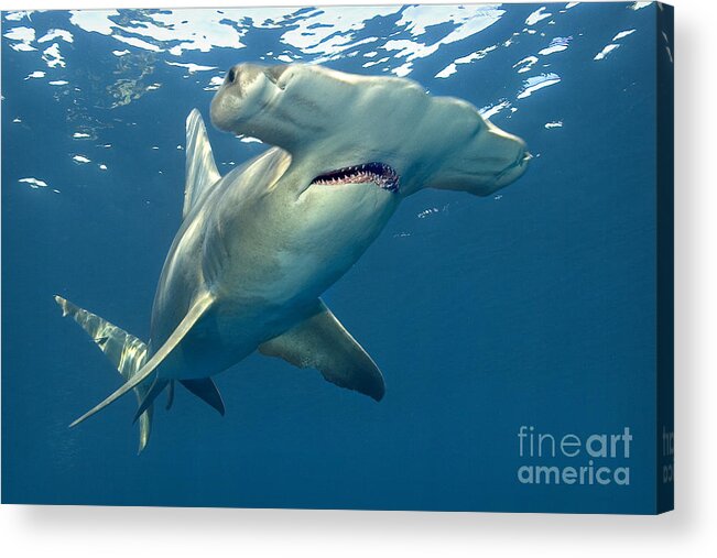 Great Hammerhead Shark Acrylic Print featuring the photograph Big Hammer by Aaron Whittemore