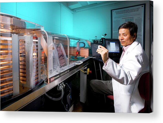 Z. Lewis Liu Acrylic Print featuring the photograph Biofuel Genetics Research by Scott Bauer/us Department Of Agriculture