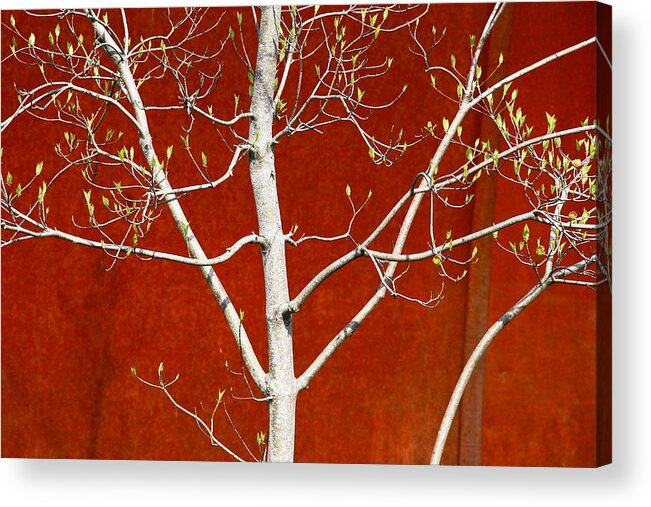 Birch Acrylic Print featuring the photograph Birch by Steven A Bash