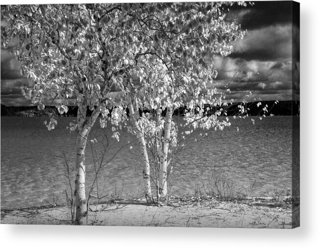 Art Acrylic Print featuring the photograph Birch Trees along the shore by Randall Nyhof