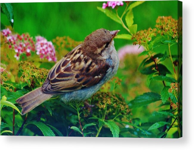 Bird Acrylic Print featuring the photograph Bird In The Bush by Daniel Thompson