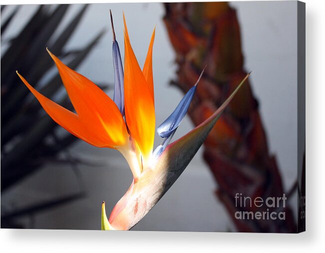 Flower Acrylic Print featuring the photograph Bird of Paradise by Kelly Holm