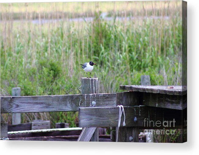 Bird Acrylic Print featuring the photograph Bird on Bayou Post by Andre Turner