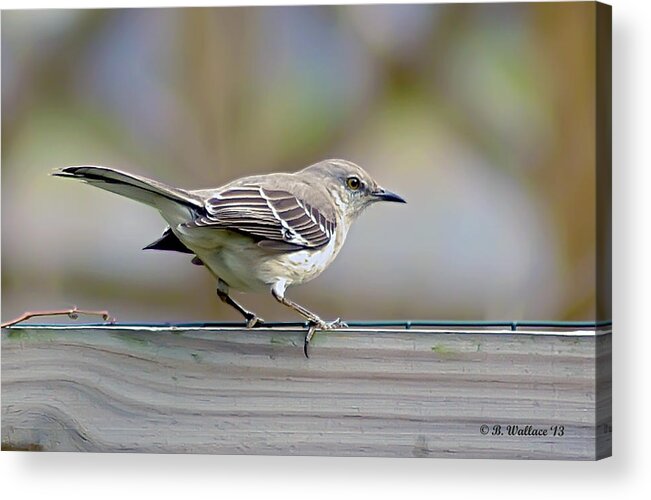 2d Acrylic Print featuring the photograph Bird On The Fence by Brian Wallace