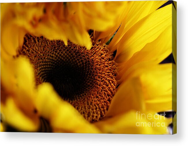 Sunflower Acrylic Print featuring the photograph Birth of a Sunflower by Stephanie Frey