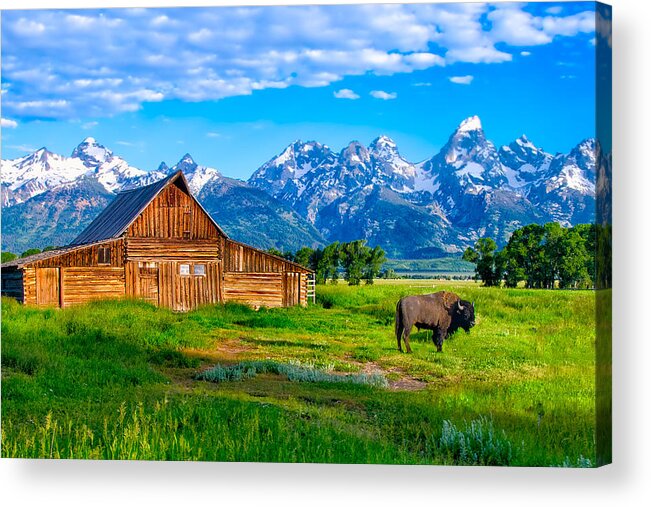 Bison Acrylic Print featuring the photograph Bison at Mormon Row in Tetons by Michael Ash