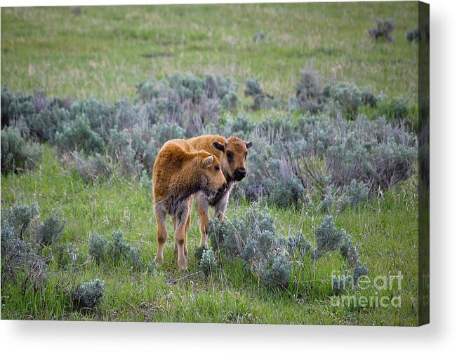 Yellowstone Acrylic Print featuring the photograph Bison Calfs Yellowstone National Park by Shawn O'Brien