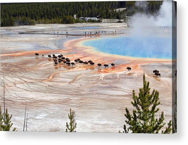 Travelpixpro Acrylic Print featuring the photograph Bison Crossing Edge of Grand Prismatic Spring in Yellowstone National Park by Shawn O'Brien