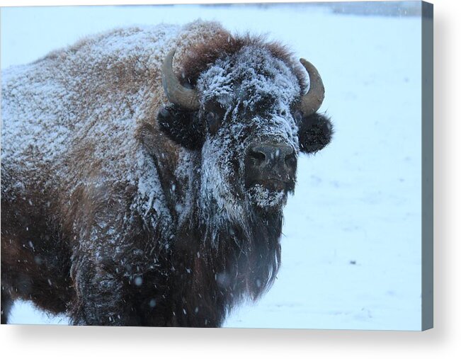 Snow Acrylic Print featuring the photograph Bison In Snow by Trent Mallett