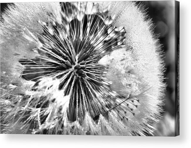 Black And White Acrylic Print featuring the photograph Black and White Dandelion by JC Findley