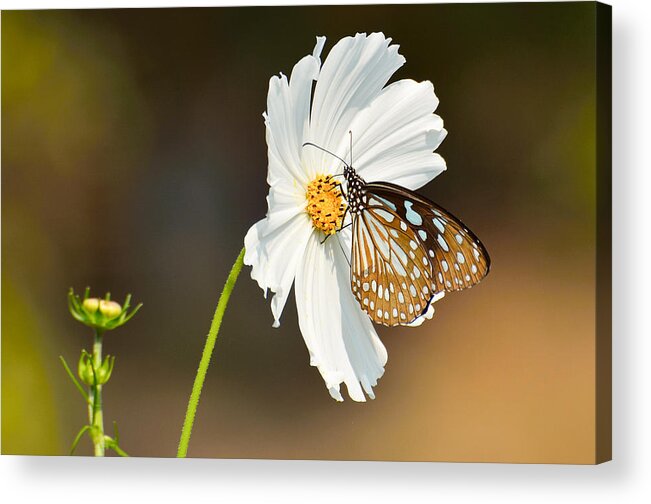 Flower Acrylic Print featuring the photograph Black and white by Fotosas Photography