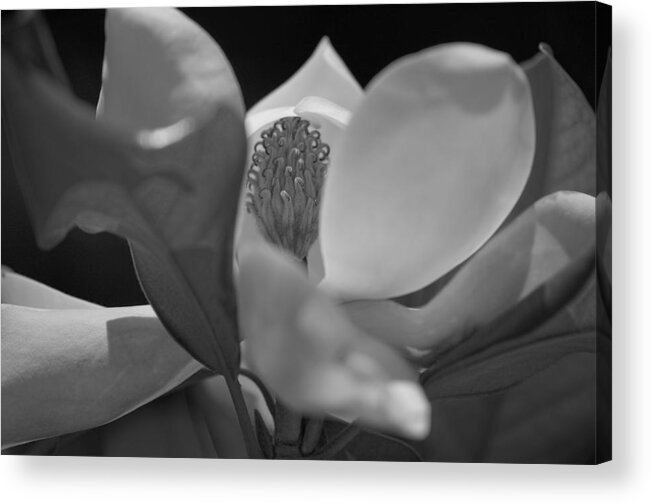 Magnolia Acrylic Print featuring the photograph Black and White Magnolia by Matthew Bamberg