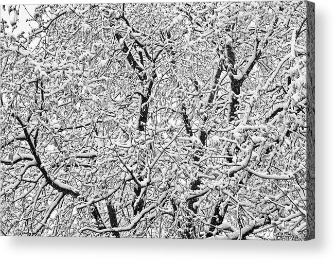Winter Acrylic Print featuring the photograph Black and White Snowy Tree Branches Abstract Six by James BO Insogna