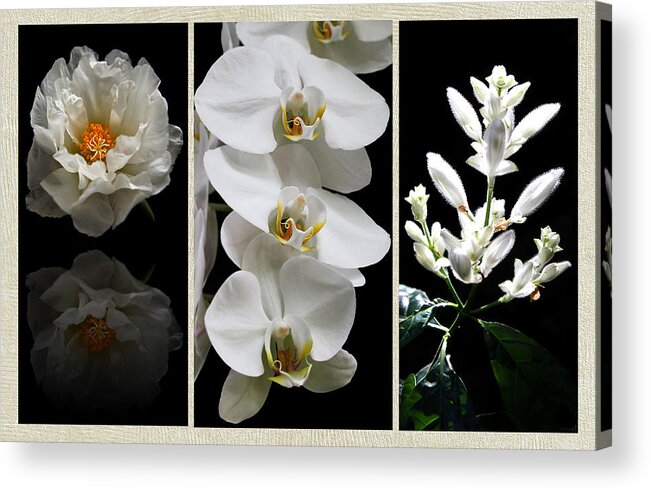 Triptych Acrylic Print featuring the photograph Black and White Triptych by Judy Vincent