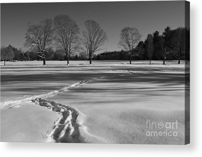 Winter Acrylic Print featuring the photograph Black and White Winter by Tammie Miller