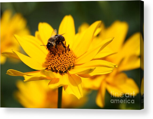 Flowers Acrylic Print featuring the photograph Black and Yellow by Jayne Carney