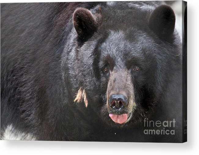 Black Bear Acrylic Print featuring the photograph Black Bear by Meg Rousher