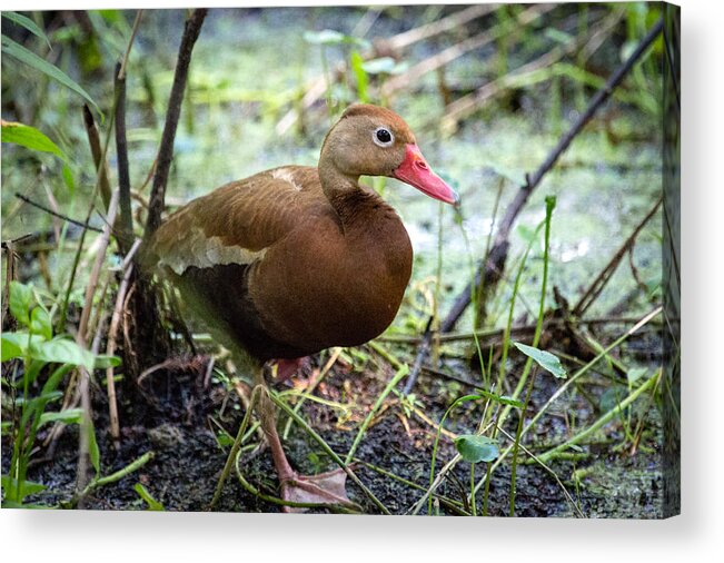 Black-bellied Whistling Duck Acrylic Print featuring the photograph Black-bellied Whistling Duck 2 by Gregory Daley MPSA