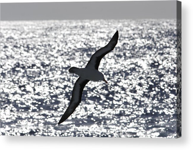 Feb0514 Acrylic Print featuring the photograph Black-browed Albatross Soaring Drake by Hiroya Minakuchi