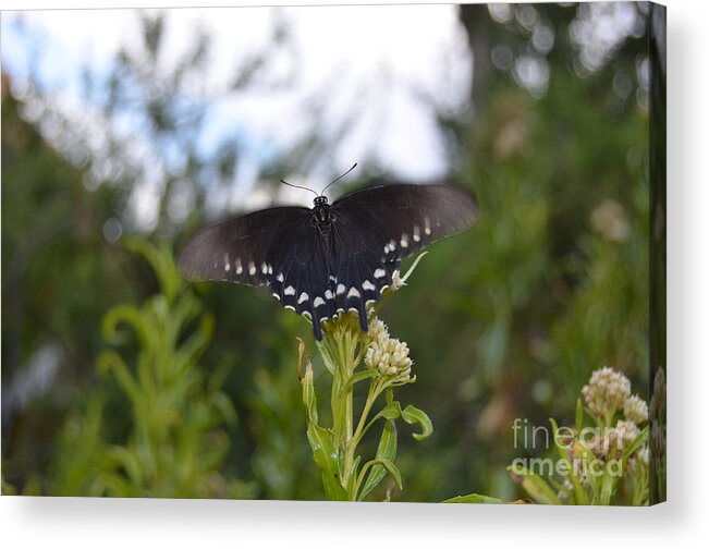 Grand Canyon National Park Acrylic Print featuring the photograph Black Butterfly Wing Macro Motion Blur at Bottom of Grand Canyon by Shawn O'Brien