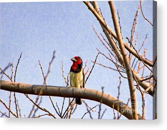 Black-collared Barbet Acrylic Print featuring the photograph Black-Colored Barbet-Africa by Douglas Barnard