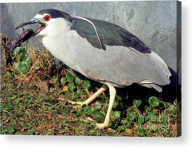 Animal Acrylic Print featuring the photograph Black-crowned Night-heron Eating A Fish by Millard H. Sharp