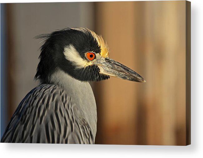 Heron Acrylic Print featuring the photograph Black Crowned Night Heron by Juergen Roth