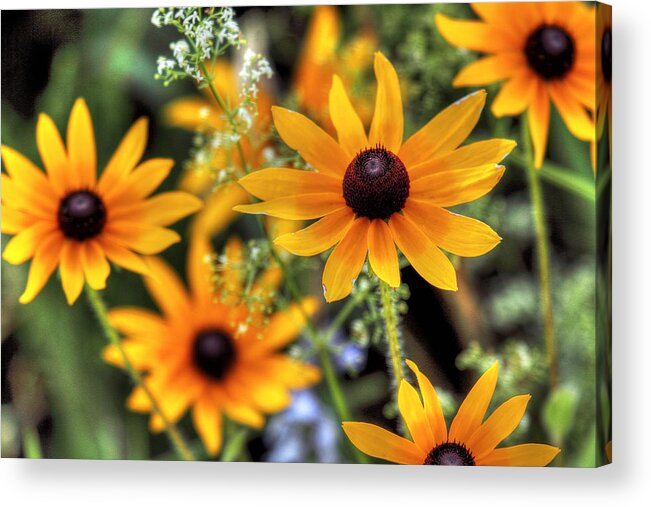 Color Acrylic Print featuring the photograph Black-eyed Susans by Dawn J Benko