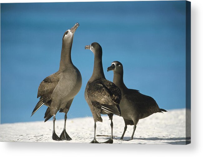 Feb0514 Acrylic Print featuring the photograph Black-footed Albatross Gamming Group by Tui De Roy