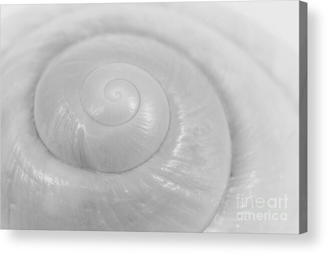 Abstract Photography Print Acrylic Print featuring the photograph Black n White Seashell by Lucid Mood