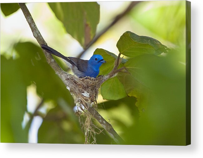 Feb0514 Acrylic Print featuring the photograph Black-naped Monarch Female Havelock Isl by Konrad Wothe