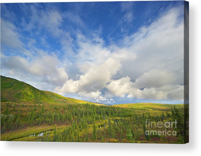 00431045 Acrylic Print featuring the photograph Black Spruce on Fall Tundra by Yva Momatiuk John Eastcott