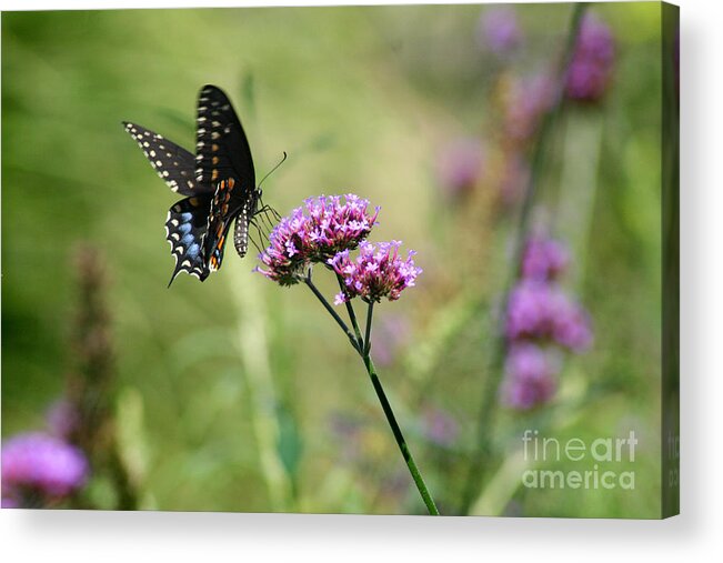Spicebush Acrylic Print featuring the photograph Black Swallowtail Butterfly in Field by Karen Adams