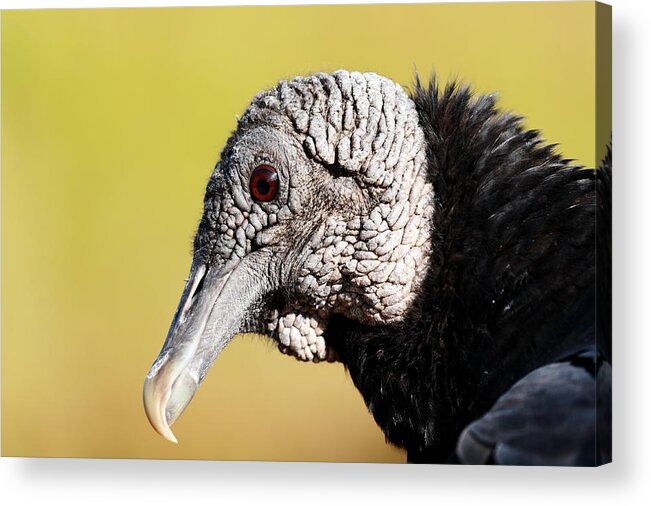 American Black Vulture Acrylic Print featuring the photograph Black Vulture Portrait by Katherine White