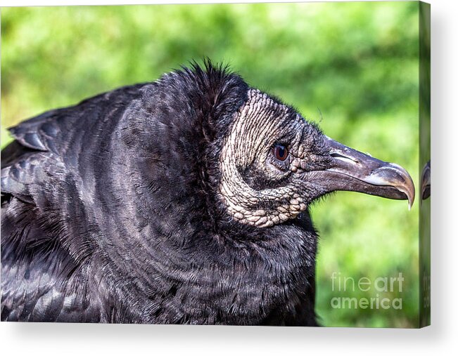 Coragyps-atratuscolor Acrylic Print featuring the photograph Black Vulture waiting for prey by Bernd Laeschke