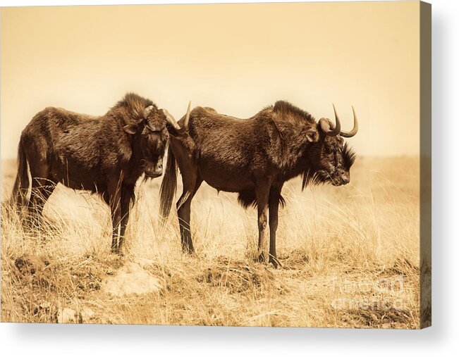 Black Wildebeest Acrylic Print featuring the photograph Black Wildebeest-Africa V2 by Douglas Barnard
