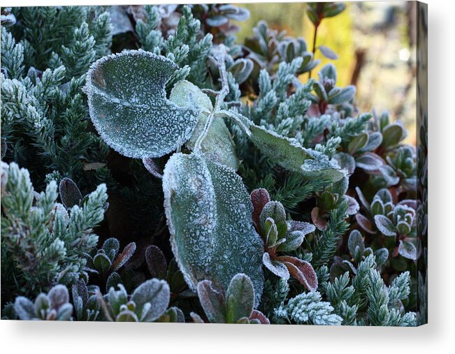Frost Acrylic Print featuring the photograph Blanket of Frost by Teresa Herlinger