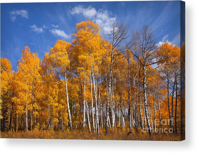Aspens Acrylic Print featuring the photograph Blaze by Aaron Whittemore