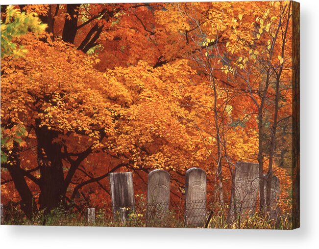 Fall Acrylic Print featuring the photograph Blazing Autumn Oaks 2 by Roger Soule