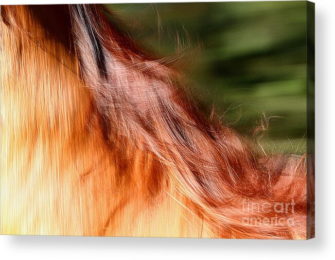 Nature Acrylic Print featuring the photograph Blazing Fast by Michelle Twohig
