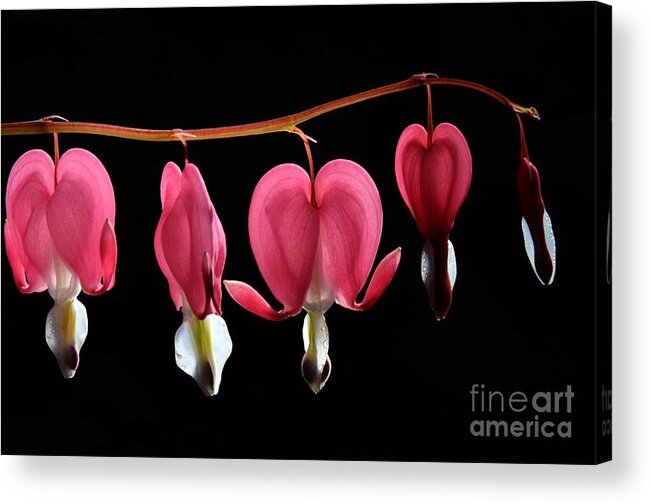 Bleeding Acrylic Print featuring the photograph Bleeding Hearts by Cassie Marie Photography