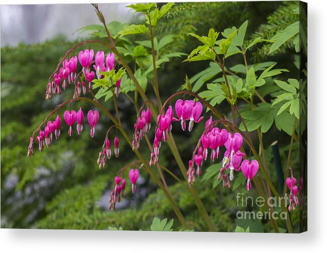 Bleeding Acrylic Print featuring the photograph Bleeding Hearts by Louise Magno