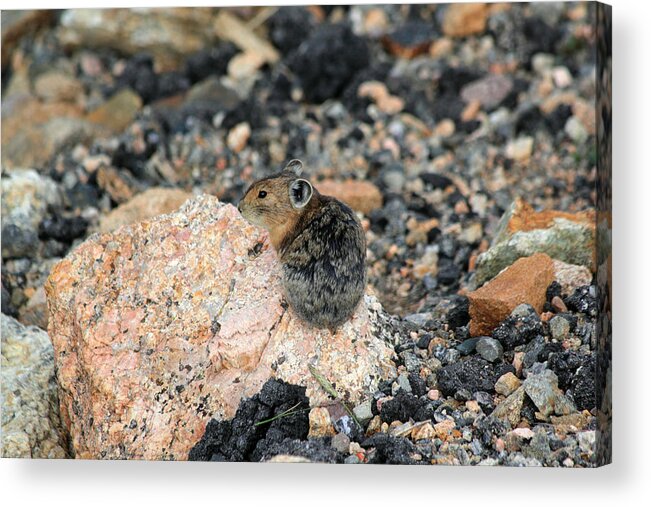 Pika Acrylic Print featuring the photograph Blending In #1 by Shane Bechler